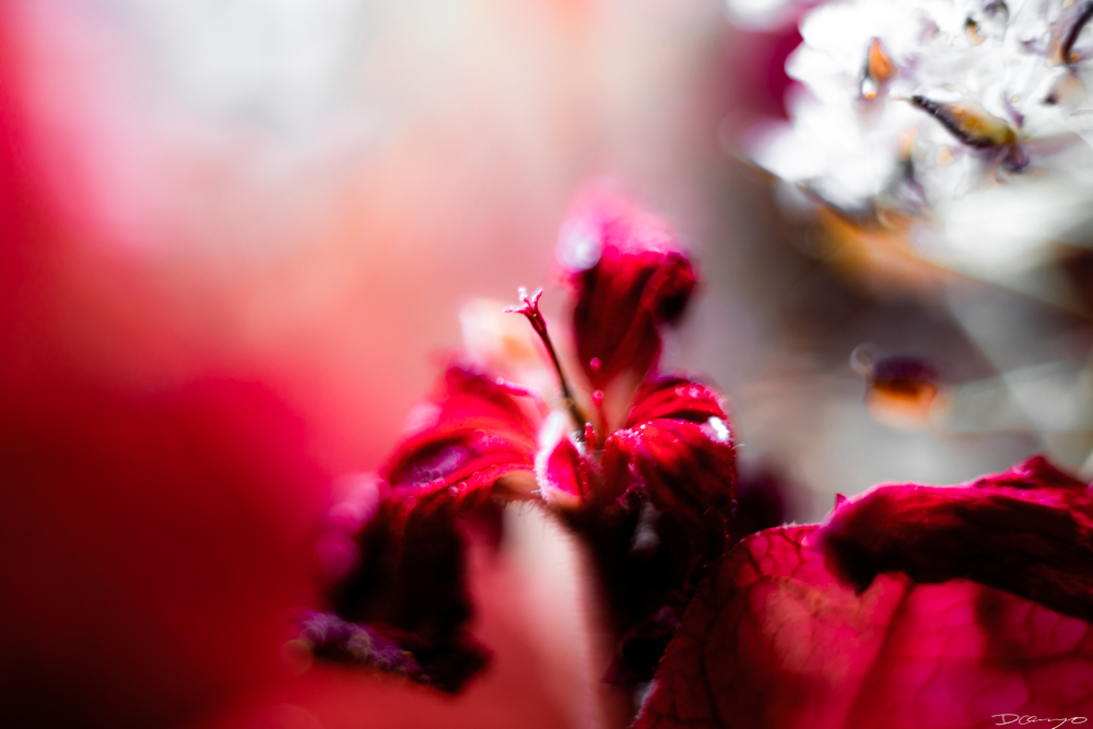 Photos of flowers, focaccia, fun Lucky Charms, and pretty Berkeley neighborhood sights.